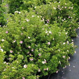 Dekoratyvinis krūmas, sidabražolė krūminė "Princess", vazonėlio talpa 2 l.