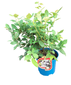 Vaiskrūmis, šilauogė aukštoji, įvairios veislės, vazonas 2,5 l.