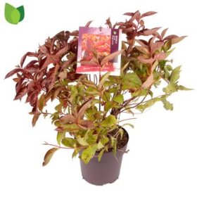 Dekoratyvinis krūmas, veigelė gražiažiedė "Wings of Fire", vazonėlio skersmuo 29 cm.