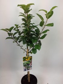 Vaismedis, obelis "Golden Hornet", vazonas 5 l.