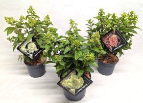 Dekoratyvinis krūmas, hortenzija šluotelinė, įvairios, vazonėlio skersmuo 23 cm.