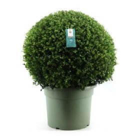 Dekoratyvinis krūmas, bugienis rinčiuotasis, apvalus, vazonėlio skersmuo 40 cm.