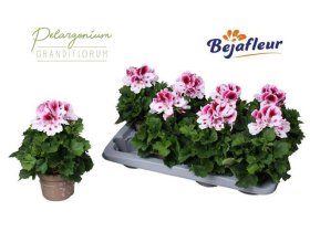Vienmetė gėlė, pelargonija "Bravo", vazonėlio skersmuo 12 cm.