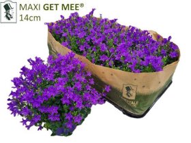 Daugiametė gėlė, katilėlis "Blu Get Mee", vazonėlio skersmuo 14 cm.