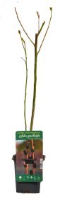 Dekoratyvinis medis, gluosnis, vazonėlio skersmuo 9 cm.