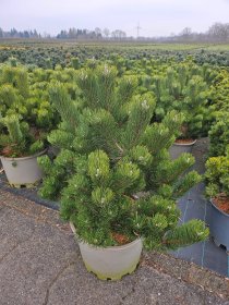 Spygliuotis, pušis juodoji "Oregon Green", aukštis 60-80 cm., vazonas 25 l.