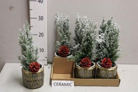 Kalėdinė kambarinių augalų kompozicija, vazonėlio skersmuo 9 cm.
