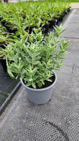 Daugiametė gėlė, melėsas, vazonėlio skersmuo 15 cm.