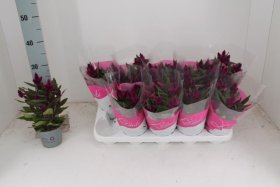 Kambarinis augalas, celiozija, vazonėlio skersmuo 12 cm.