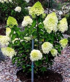 Dekoratyvinis krūmas, hortenzija šluotelinė "Limelight", vazonas 2 l.