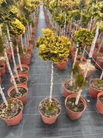 Spygliuotis, puskiparisis bukasis "Aurora", ant stiebo, vazonėlio skersmuo 23 cm.