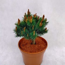 Spygliuotis, pušis kalninė "Echiniformis", vazonėlio skersmuo 19 cm.