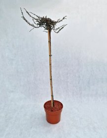 Spygliuotis, kadagys paprastasis "Sibirica", vazonas 7,5 l.