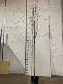 Dekoratyvinis medis, šermukšnis "Intermedia", vazonėlio skersmuo 23 cm.