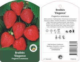 Braškės sodinukas "Elegance", 10 vnt.