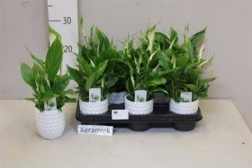 Kambarinis augalas, vėzdūnė "Chopin", vazonėlio skersmuo 9 cm.