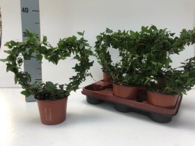 Kambarinis augalas, gebenė "Heart", vazonėlio skersmuo 12 cm.