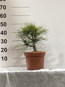 Spygliuotis, pušis "Globosa Vidiris", vazonėlio skersmuo 23 cm.