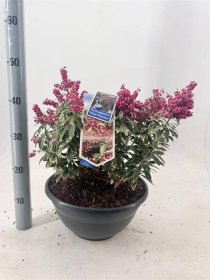 Dekoratyvinis krūmas, bereinutis, vazonėlio skersmuo 33 cm.