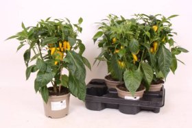 Vienmetė gėlė, pipiras dekoratyvinis, geltonos sp., vazonėlio skersmuo 13 cm.