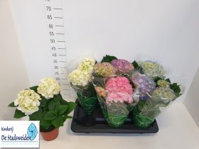 Kambarinis augalas, hortenzija, vazonėlio skersmuo 14 cm.