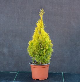 Spygliuotis, vakarinė tuja "Golden Smaragd", vazonas 2 l.
