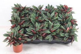 Kambarinis augalas, peperomija "Rosso", vazonėlio skersmuo 7 cm.