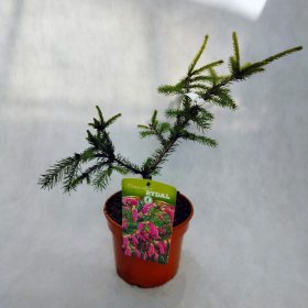 Spygliuotis, eglė paprastoji "Rydal", vazonėlio skersmuo 20 cm.