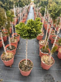 Spygliuotis, puskiparisis bukasis "Nana gracilis", ant stiebo, vazonėlio skersmuo 23 cm.