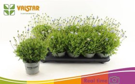 Vienmetė gėlė, felicija "Felicit Blue", vazonėlio skersmuo 12 cm.