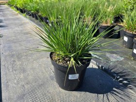 Žolinis augalas, melvenė, vazonėlio skersmuo 19 cm.