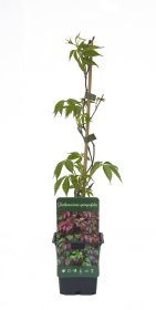 Vijoklinis augalas, vynvytis penkialapis, vazonėlio skersmuo 9 cm.