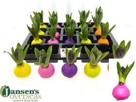 Kambarinis augalas, hiacintas vaške, įvairios spalvos, skersmuo 6 cm.