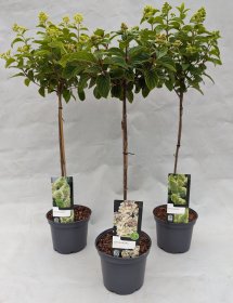 Dekoratyvinis krūmas, hortenzija šluotelinė, ant stiebo, aukštis 60 cm., įvairios, vazonėlio skersmuo 23 cm.