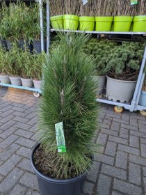 Spygliuotis, pušis juodoji "Green Tower", aukštis 100-125 cm., vazonas 25 l.