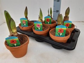 Kambarinis augalas, amarilis keraminiame vazonėlyje, vazonėlio skersmuo 15 cm.