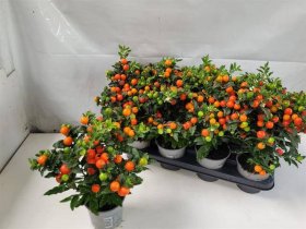 Kambarinis augalas, kiauliauogė "Bartoli", vazonėlio skersmuo 12 cm.