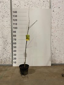 Dekoratyvinis medis, pupmedis "Vossi", vazonėlio skersmuo 21 cm.