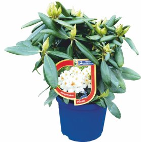 Dekoratyvinis krūmas, rododendras "Finesse", įvairūs, vazonas 5 l.