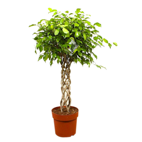 Kambarinis augalas, fikusas cilindru supintu kotu, aukštis 140 cm., vazonėlio skersmuo 31 cm.