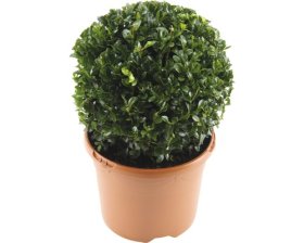 Dekoratyvinis krūmas, buksmedis paprastasis, vazonėlio skersmuo 23 cm.