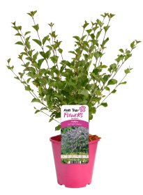 Dekoratyvinis krūmas, alyva, vazonas 2 l.