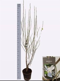 Dekoratyvinis medis, magnolija "Kobus", vazonėlio skersmuo 32 cm.