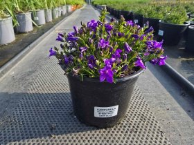 Daugiametė gėlė, katilėlis, vazonėlio skersmuo 15 cm.