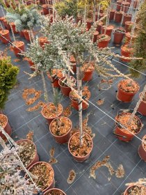 Spygliuotis, kadagys paprastasis "Sibirica", ant stiebo, vazonėlio skersmuo 23 cm.