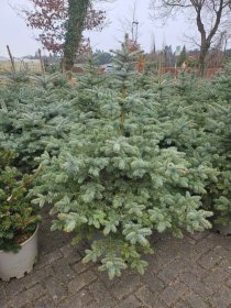 Spygliuotis, eglė dygioji "Blue Diamond", aukštis 125-150 cm., vazonas 40 l.