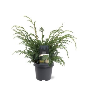 Spygliuotis, kadagys kininis "Blue Alps", aukštis 40-50 cm., vazonas 5 l.