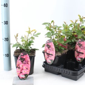 Daugiametė gėlė, rožė "Pink Blanket", vazonėlio skersmuo 14 cm.