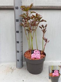 Daugiametė gėlė, bijūnas "Sarah Bern", vazonėlio skersmuo 23 cm.