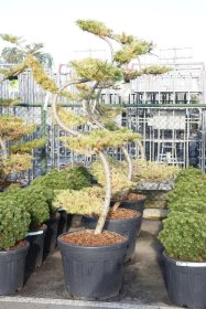 Spygliuotis, maumedis japoninis (bonsai), aukštis 175 cm., vazonas 90 l.